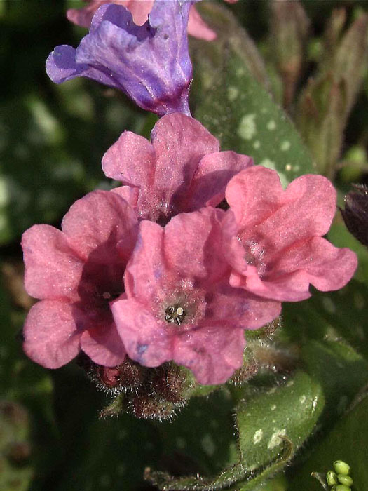 pulmonaria-pink-dawn