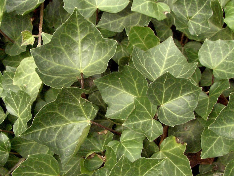 Laubblatt einer Hedera helix Woerneri