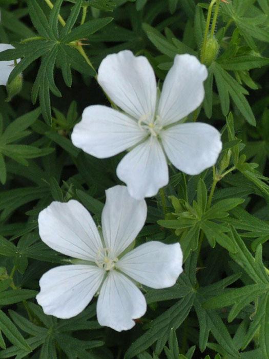 geranium-album Blatt und Blüte des weißen Blut-Storchschnabels