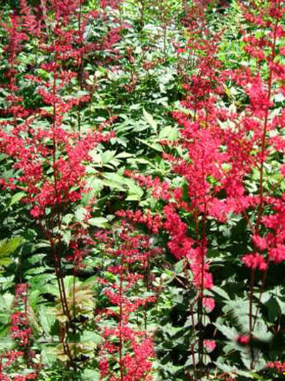 astilbe_radius_1_79266_0_79266_0 Flächendeckende Bepflanzung mit der Astilbe 'Radius'