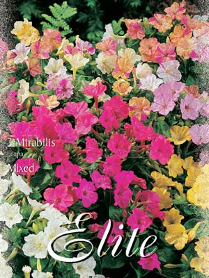 mirabilis