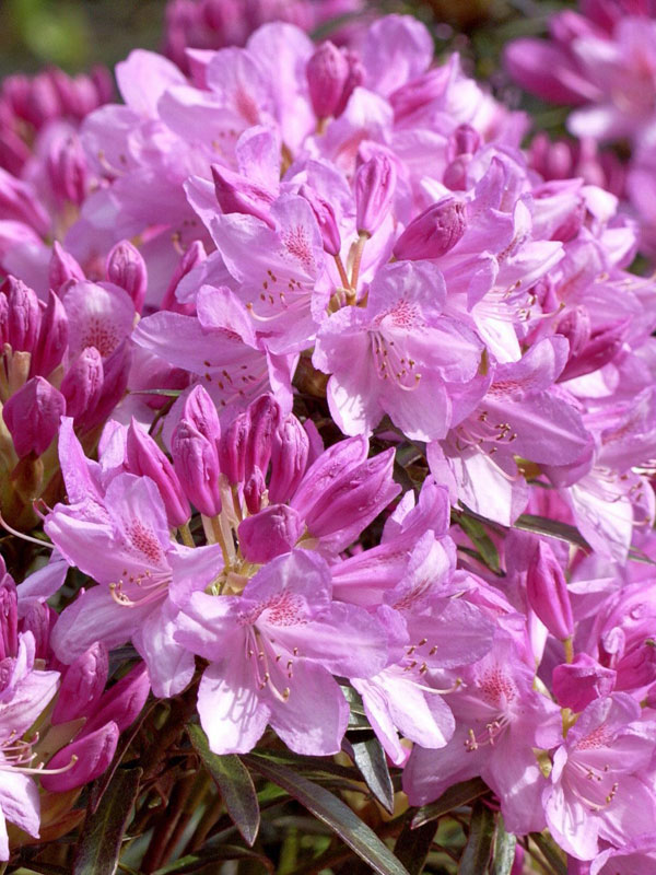 Nahaufnahme der rosa Bluete eines Rhododendron Graziella