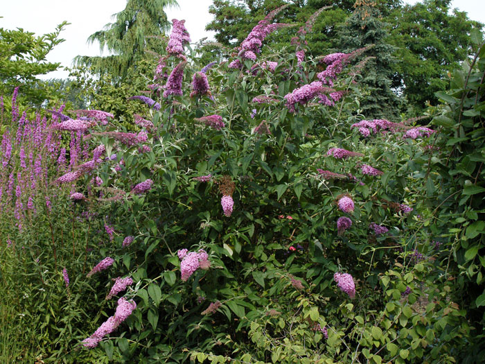 buddleja-pink-delight Sommerflieder 'Pink Delight'