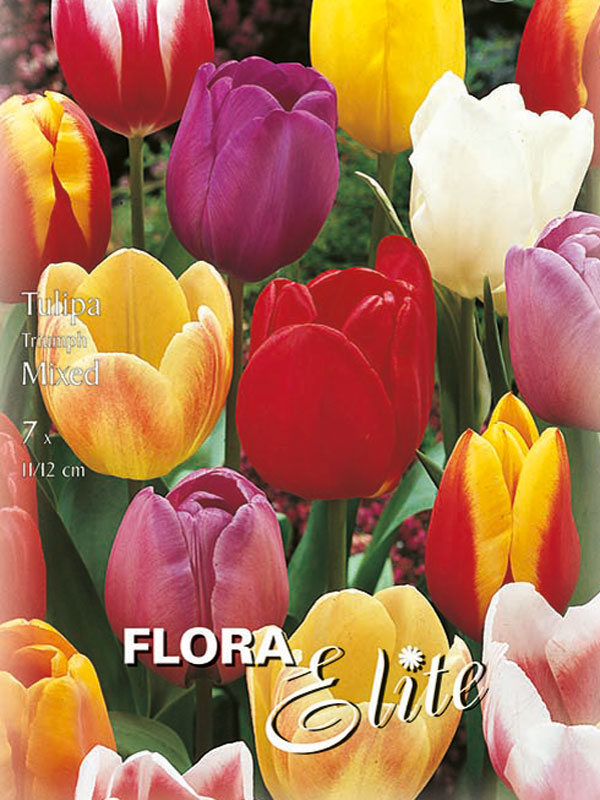 Triumph-Tulpen-Prachtmischung Triumph-Tulpen-Prachtmischung verschiedene Sorten farblich gemischt