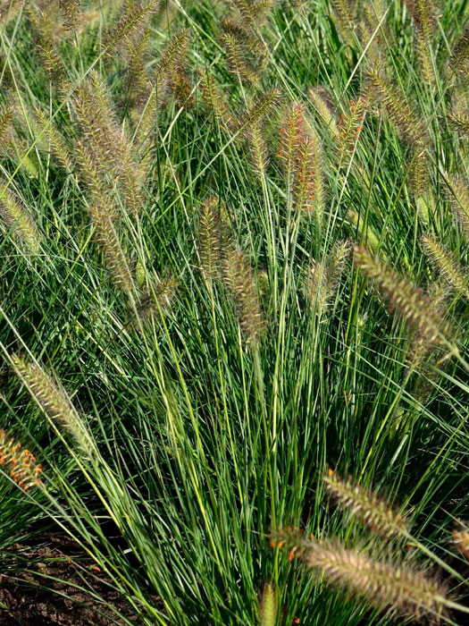 pennisetum-compressum Pennisetum alopecuroides 'Compressum' (M), Lampenputzergras, Federborstengras