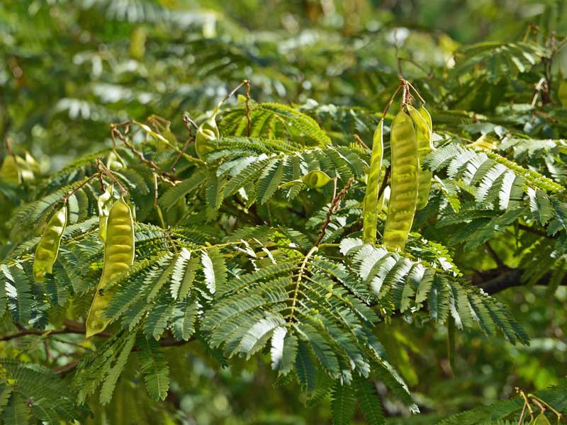Fruechte und Blaetter des Albizia julibrissin