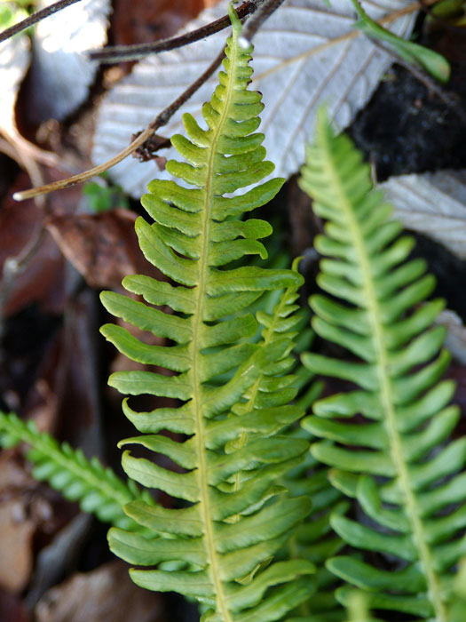 blechnum-spicant