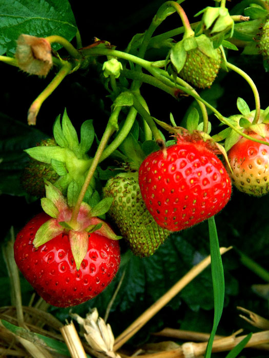 riesenmonatserdbeere