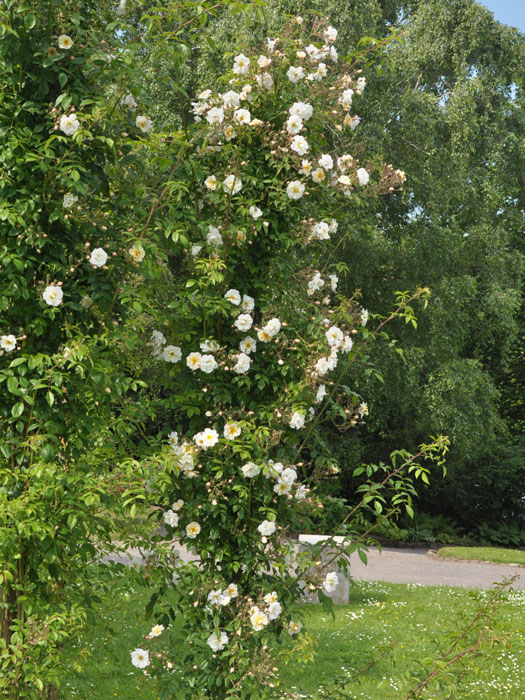 rosen-lykkefund Ramblerrose Lykkefund