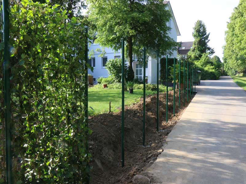 Vorbereitung zum Einbau von Efeu-Heckenelementen