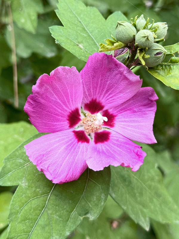 Nahaufnahme der Bluete eines Hibiskus der Sorte Russian Violet
