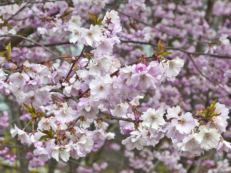 Rosa Blueten der Prunus Autumnalis