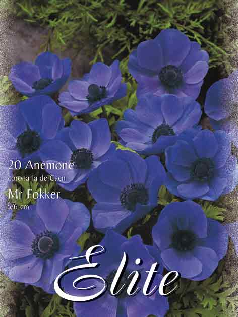 anemone_mr_fokker Anemone De Caen 'Mr. Fokker' (Art.Nr. 596420)