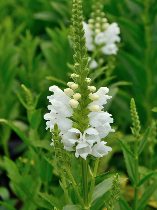 physostegia-schneekrone Physostegia virginiana 'Schneekrone', Garten-Gelenkblume