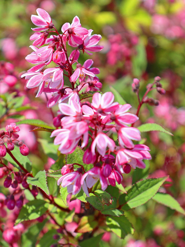 Nahaufnahme einer Deutzia rosea 'Yuki Cherry Blossom'