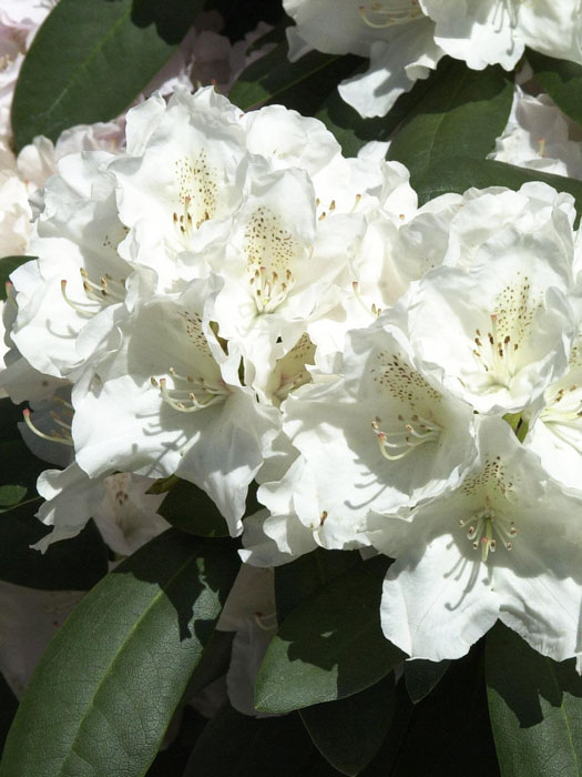 alpenrose-schneekrone5559972658180 Rhododendron yak. 'Schneekrone' INKARHO®