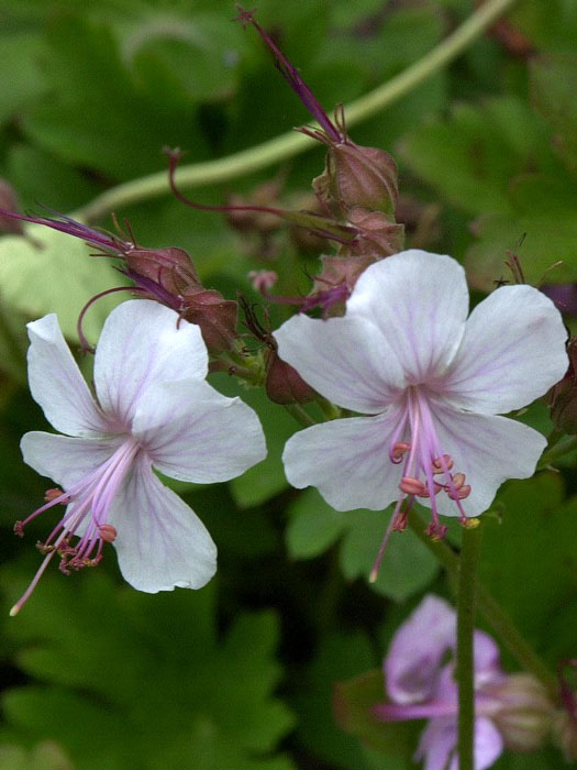 geranium-biokovo Blüte des Storchschnabels 'Biokovo'