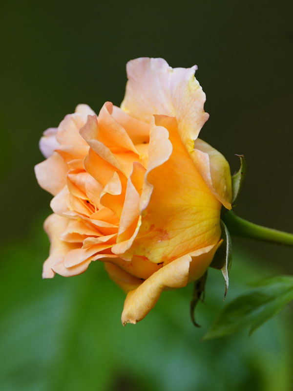 Blüte Rose Hansestadt Rostock Bluete Rose Hansestadt Rostock