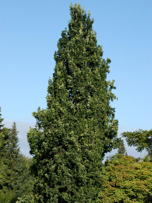 quercus-fastigiata-koster Quercus robur 'Fastigiata Koster', Säuleneiche