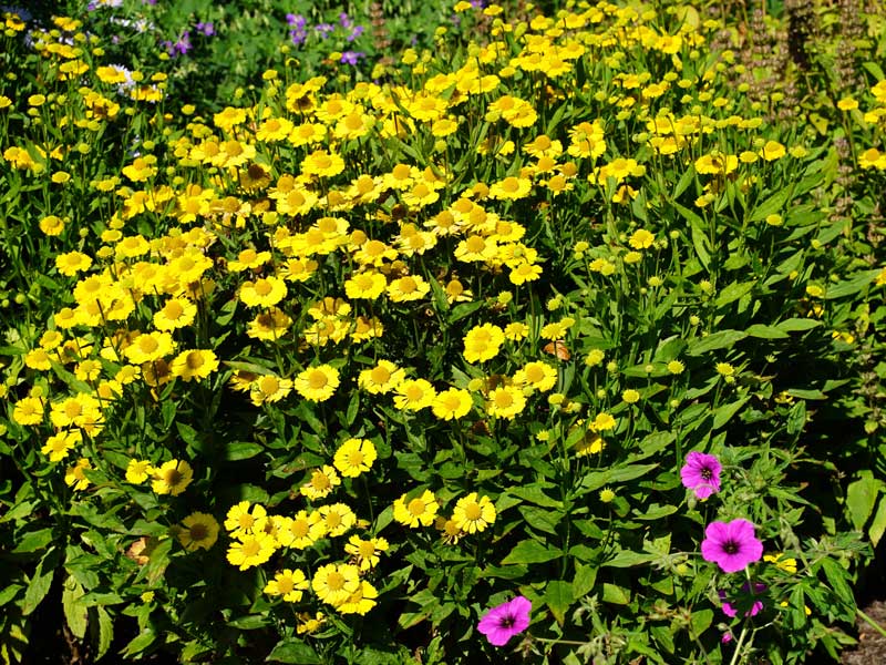 Garten-Sonnenbraut der Sorte 'Sombrero' in leuchtendem gelb strahlen die Blüten in einem Beet