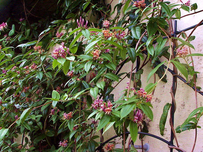 lonicera-henryi Das immergrüne Geißblatt am Rankgerüst