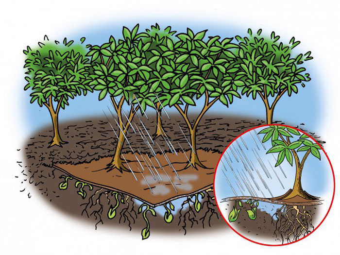 biomulchvlies Bio Mulchvlies wasserdurchlässig