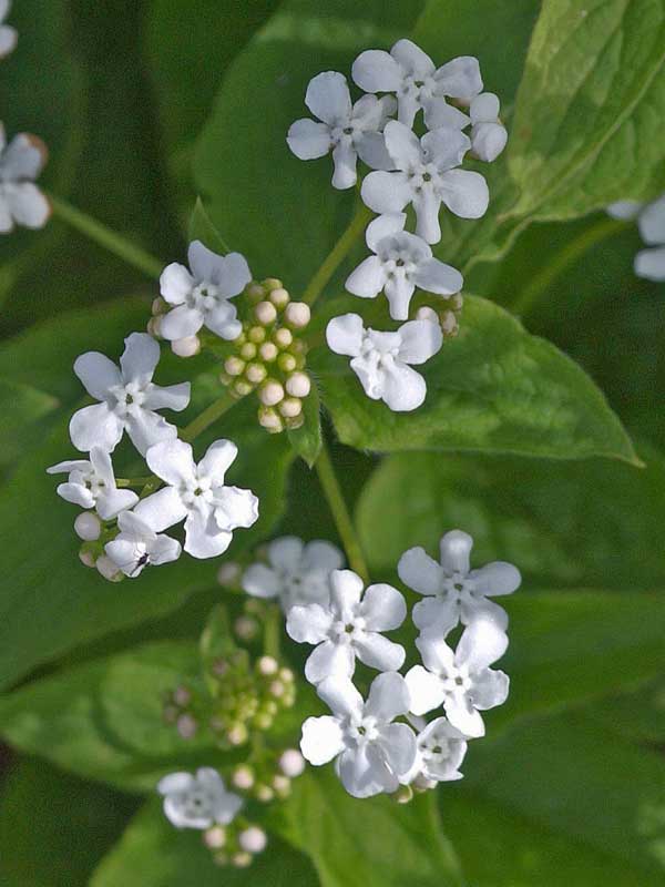 Nahaufnahme der weissen Bluete einer Brunnera Betty Bowring