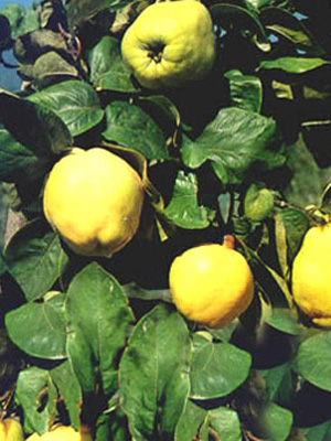 quitte_portugieser_46196_0 Quitte 'Portugieser', Birnenquitte