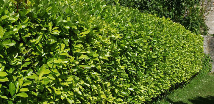 Kirschlorbeer-Hecke Kirschlorbeer-Hecke
