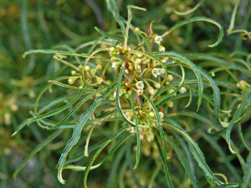 Bluete eines Rhamnus frangula Asplenifolia