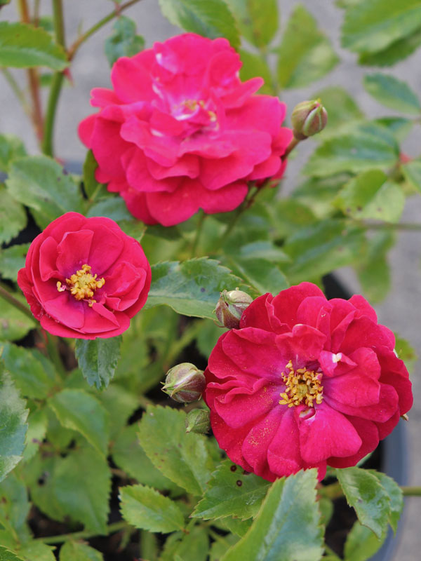 Rose Fairy Dance ® - Harkness
