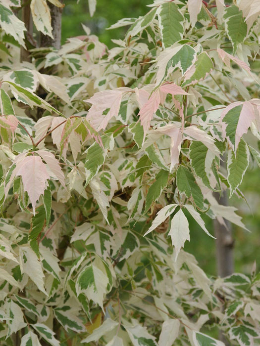ahorn-flamingo Buntlaubiger Eschenahorn