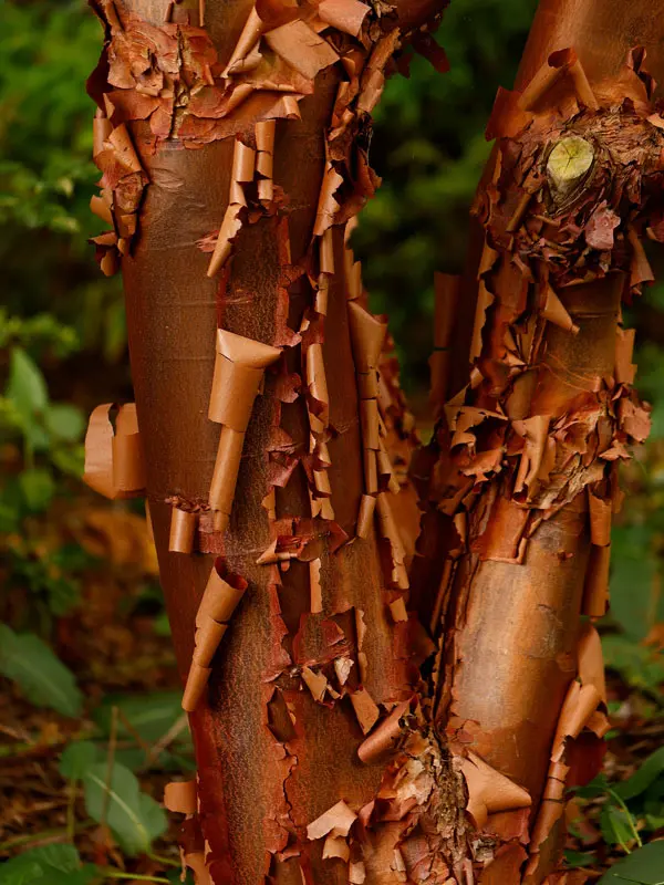 Acer griseum, Zimtahorn - Hochstamm Acer griseum, Zimtahorn - Hochstamm