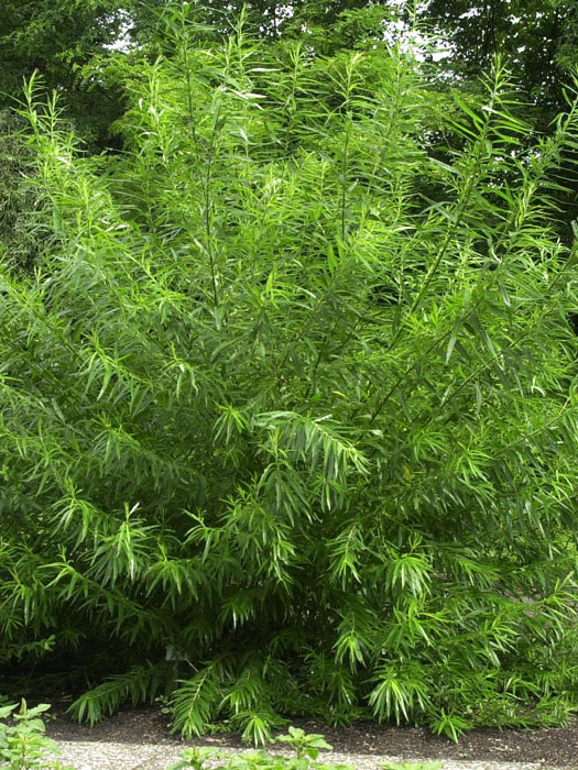 korbweide55599409a1685 Salix viminalis, Korbweide