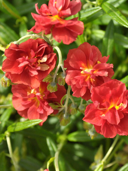 helianthemum-rubin Blüten des Garten-Sonnenröschens