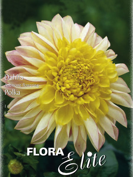 dahlie_polka_81909_0 Anemonenblütige Dahlie 'Polka', Dahlia (Art.Nr.520650)