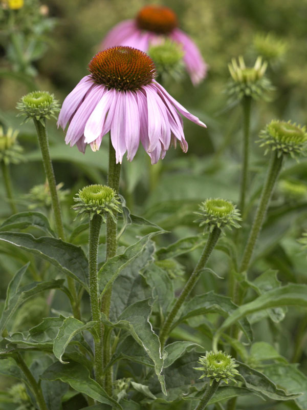 Blüte eines Purpursonnenhuts Purpursonnenhut Blüte