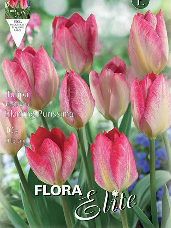 Tulpe-Flamming-Purissima Tulpe Flaming Purissma
