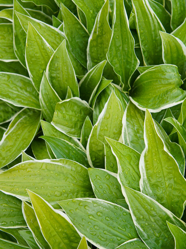 Blaetter der Hosta fortunei Albomarginata