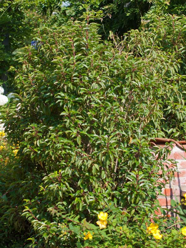 Habitus des Prunus lusitanica Angustifolia