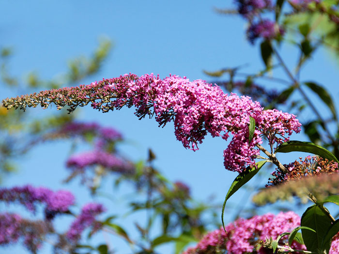 sommerflieder-pink-bluete Blüte des Sommerflieders 'Pink Delight'