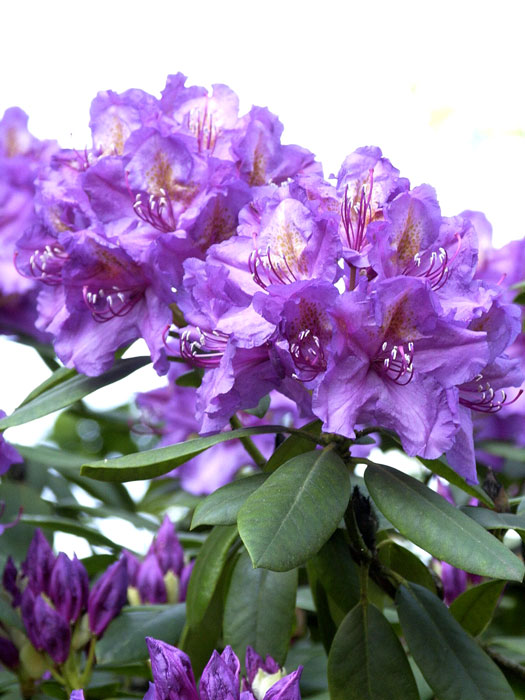 alpenrose-lees-dark-purple Rhododendron 'Lee's Dark Purple'
