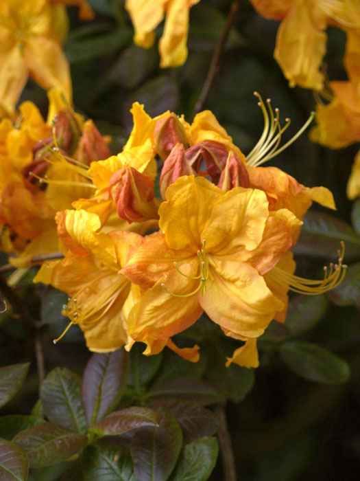 rhododendron-klondyke-bluete