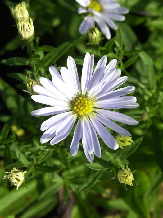 aster-apollo Aster dumosus 'Apollo', Weiße Kissen-Aster, Herbst-Aster