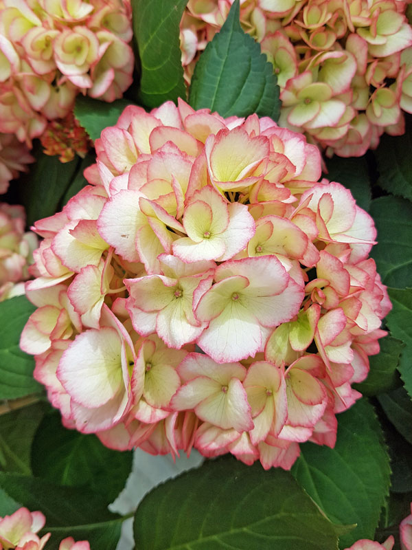 Bluete der Hydrangea macrophylla Love You Kiss