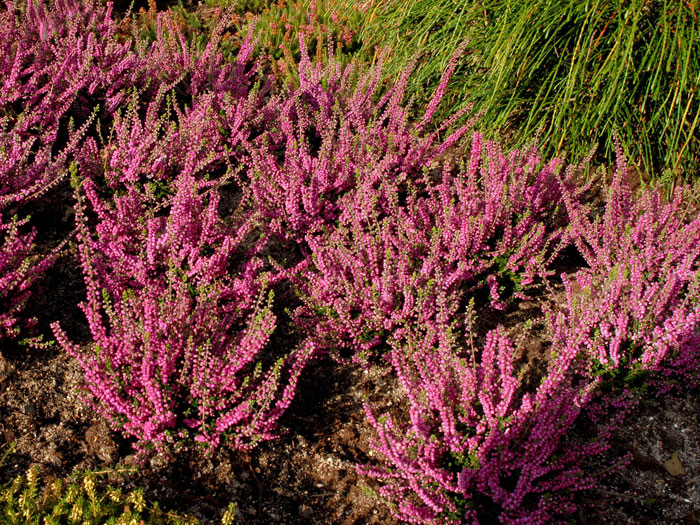 calluna-jana Groß angelegte Pflanzung mit der Besenheide