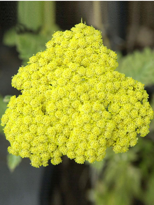 achillea-bluete