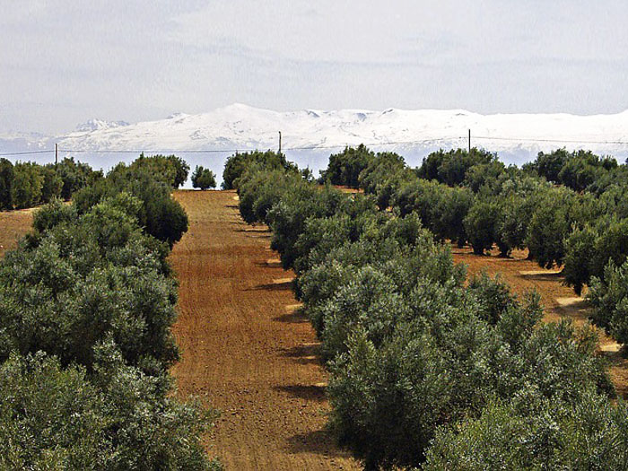 olivenfeld