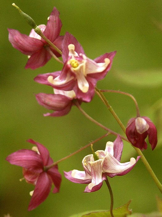epimedium-rubrum Die mehrfarbige Blüte der roten Elfenblume
