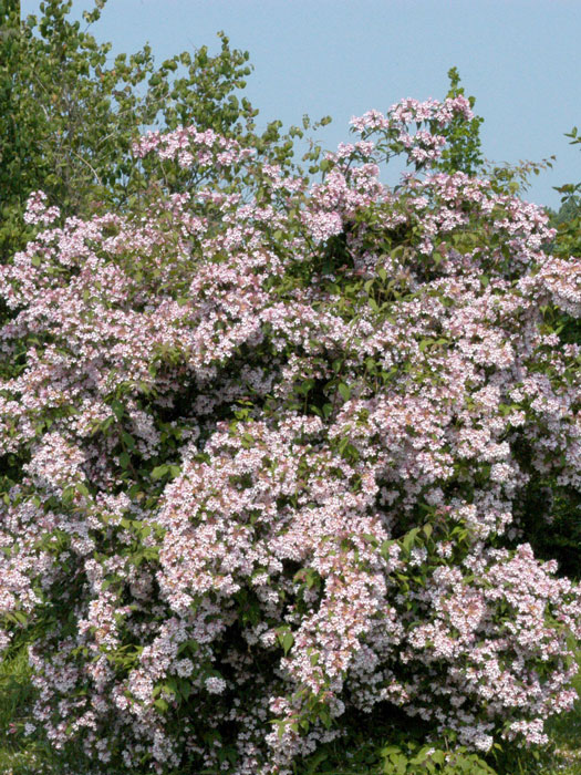 perlmuttstrauch Kolkwitzie Hecke